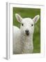 Domestic Sheep, lamb, close-up of head, with tongue out-Bill Coster-Framed Photographic Print