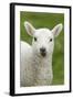 Domestic Sheep, lamb, close-up of head, with tongue out-Bill Coster-Framed Photographic Print