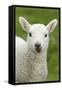 Domestic Sheep, lamb, close-up of head, with tongue out-Bill Coster-Framed Stretched Canvas