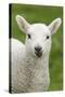 Domestic Sheep, lamb, close-up of head, with tongue out-Bill Coster-Stretched Canvas