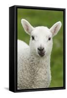 Domestic Sheep, lamb, close-up of head, with tongue out-Bill Coster-Framed Stretched Canvas