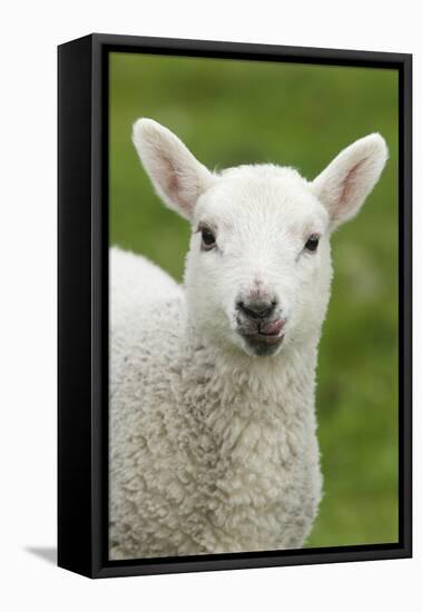 Domestic Sheep, lamb, close-up of head, with tongue out-Bill Coster-Framed Stretched Canvas