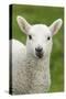 Domestic Sheep, lamb, close-up of head, with tongue out-Bill Coster-Stretched Canvas