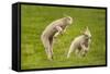 Domestic Sheep, Lambs Playing in Field, Goosehill Farm, Buckinghamshire, UK, April 2005-Ernie Janes-Framed Stretched Canvas