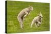 Domestic Sheep, Lambs Playing in Field, Goosehill Farm, Buckinghamshire, UK, April 2005-Ernie Janes-Stretched Canvas