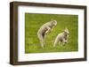 Domestic Sheep, Lambs Playing in Field, Goosehill Farm, Buckinghamshire, UK, April 2005-Ernie Janes-Framed Premium Photographic Print