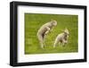 Domestic Sheep, Lambs Playing in Field, Goosehill Farm, Buckinghamshire, UK, April 2005-Ernie Janes-Framed Premium Photographic Print