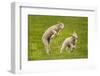 Domestic Sheep, Lambs Playing in Field, Goosehill Farm, Buckinghamshire, UK, April 2005-Ernie Janes-Framed Premium Photographic Print