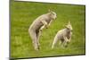 Domestic Sheep, Lambs Playing in Field, Goosehill Farm, Buckinghamshire, UK, April 2005-Ernie Janes-Mounted Premium Photographic Print