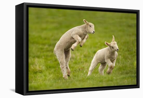 Domestic Sheep, Lambs Playing in Field, Goosehill Farm, Buckinghamshire, UK, April 2005-Ernie Janes-Framed Stretched Canvas