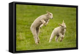 Domestic Sheep, Lambs Playing in Field, Goosehill Farm, Buckinghamshire, UK, April 2005-Ernie Janes-Framed Stretched Canvas