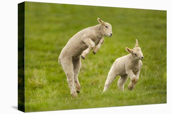 Domestic Sheep, Lambs Playing in Field, Goosehill Farm, Buckinghamshire, UK, April 2005-Ernie Janes-Stretched Canvas