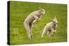 Domestic Sheep, Lambs Playing in Field, Goosehill Farm, Buckinghamshire, UK, April 2005-Ernie Janes-Stretched Canvas