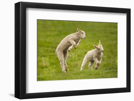 Domestic Sheep, Lambs Playing in Field, Goosehill Farm, Buckinghamshire, UK, April 2005-Ernie Janes-Framed Photographic Print