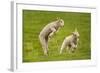 Domestic Sheep, Lambs Playing in Field, Goosehill Farm, Buckinghamshire, UK, April 2005-Ernie Janes-Framed Photographic Print