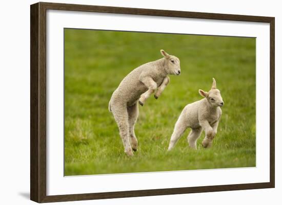 Domestic Sheep, Lambs Playing in Field, Goosehill Farm, Buckinghamshire, UK, April 2005-Ernie Janes-Framed Photographic Print