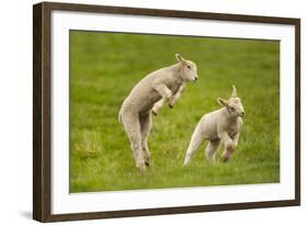 Domestic Sheep, Lambs Playing in Field, Goosehill Farm, Buckinghamshire, UK, April 2005-Ernie Janes-Framed Photographic Print