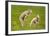 Domestic Sheep, Lambs Playing in Field, Goosehill Farm, Buckinghamshire, UK, April 2005-Ernie Janes-Framed Photographic Print