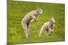 Domestic Sheep, Lambs Playing in Field, Goosehill Farm, Buckinghamshire, UK, April 2005-Ernie Janes-Mounted Photographic Print