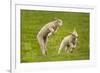 Domestic Sheep, Lambs Playing in Field, Goosehill Farm, Buckinghamshire, UK, April 2005-Ernie Janes-Framed Photographic Print