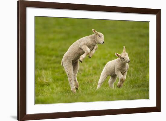 Domestic Sheep, Lambs Playing in Field, Goosehill Farm, Buckinghamshire, UK, April 2005-Ernie Janes-Framed Photographic Print