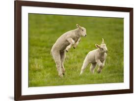 Domestic Sheep, Lambs Playing in Field, Goosehill Farm, Buckinghamshire, UK, April 2005-Ernie Janes-Framed Photographic Print