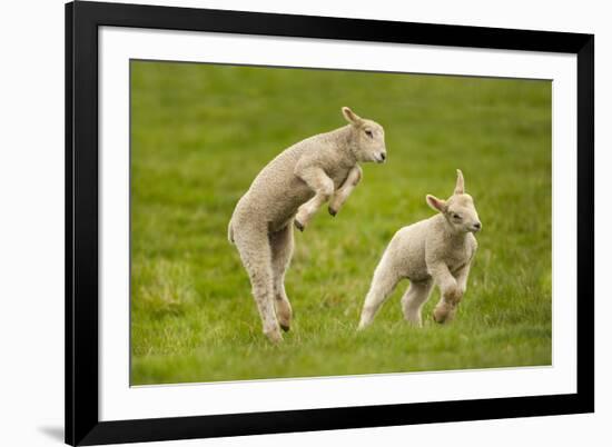 Domestic Sheep, Lambs Playing in Field, Goosehill Farm, Buckinghamshire, UK, April 2005-Ernie Janes-Framed Photographic Print