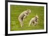 Domestic Sheep, Lambs Playing in Field, Goosehill Farm, Buckinghamshire, UK, April 2005-Ernie Janes-Framed Photographic Print