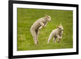 Domestic Sheep, Lambs Playing in Field, Goosehill Farm, Buckinghamshire, UK, April 2005-Ernie Janes-Framed Photographic Print