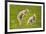 Domestic Sheep, Lambs Playing in Field, Goosehill Farm, Buckinghamshire, UK, April 2005-Ernie Janes-Framed Photographic Print