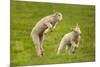 Domestic Sheep, Lambs Playing in Field, Goosehill Farm, Buckinghamshire, UK, April 2005-Ernie Janes-Mounted Photographic Print
