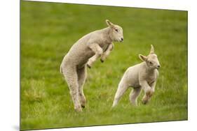 Domestic Sheep, Lambs Playing in Field, Goosehill Farm, Buckinghamshire, UK, April 2005-Ernie Janes-Mounted Photographic Print