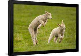 Domestic Sheep, Lambs Playing in Field, Goosehill Farm, Buckinghamshire, UK, April 2005-Ernie Janes-Framed Photographic Print
