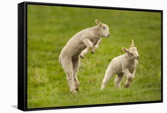 Domestic Sheep, Lambs Playing in Field, Goosehill Farm, Buckinghamshire, UK, April 2005-Ernie Janes-Framed Stretched Canvas