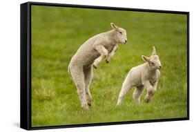 Domestic Sheep, Lambs Playing in Field, Goosehill Farm, Buckinghamshire, UK, April 2005-Ernie Janes-Framed Stretched Canvas