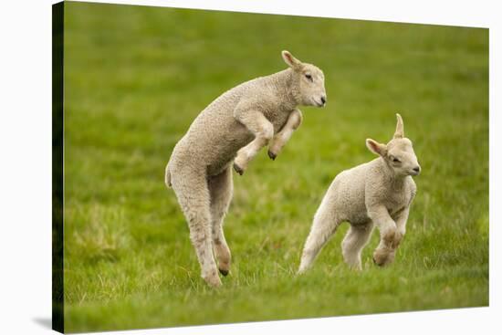 Domestic Sheep, Lambs Playing in Field, Goosehill Farm, Buckinghamshire, UK, April 2005-Ernie Janes-Stretched Canvas