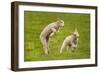 Domestic Sheep, Lambs Playing in Field, Goosehill Farm, Buckinghamshire, UK, April 2005-Ernie Janes-Framed Photographic Print