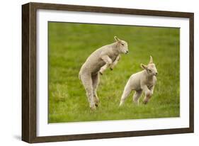 Domestic Sheep, Lambs Playing in Field, Goosehill Farm, Buckinghamshire, UK, April 2005-Ernie Janes-Framed Photographic Print