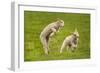 Domestic Sheep, Lambs Playing in Field, Goosehill Farm, Buckinghamshire, UK, April 2005-Ernie Janes-Framed Photographic Print