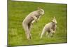 Domestic Sheep, Lambs Playing in Field, Goosehill Farm, Buckinghamshire, UK, April 2005-Ernie Janes-Mounted Photographic Print