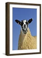 Domestic Sheep, mule gimmer lamb, close-up of head and chest, ready for sale-Wayne Hutchinson-Framed Photographic Print