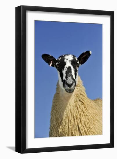 Domestic Sheep, mule gimmer lamb, close-up of head and chest, ready for sale-Wayne Hutchinson-Framed Photographic Print