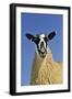 Domestic Sheep, mule gimmer lamb, close-up of head and chest, ready for sale-Wayne Hutchinson-Framed Photographic Print