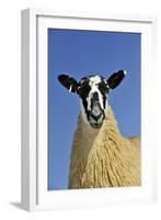 Domestic Sheep, mule gimmer lamb, close-up of head and chest, ready for sale-Wayne Hutchinson-Framed Photographic Print