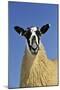 Domestic Sheep, mule gimmer lamb, close-up of head and chest, ready for sale-Wayne Hutchinson-Mounted Photographic Print