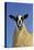 Domestic Sheep, mule gimmer lamb, close-up of head and chest, ready for sale-Wayne Hutchinson-Stretched Canvas