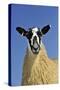 Domestic Sheep, mule gimmer lamb, close-up of head and chest, ready for sale-Wayne Hutchinson-Stretched Canvas