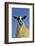 Domestic Sheep, mule gimmer lamb, close-up of head and chest, ready for sale-Wayne Hutchinson-Framed Photographic Print