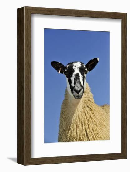 Domestic Sheep, mule gimmer lamb, close-up of head and chest, ready for sale-Wayne Hutchinson-Framed Photographic Print