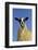 Domestic Sheep, mule gimmer lamb, close-up of head and chest, ready for sale-Wayne Hutchinson-Framed Photographic Print